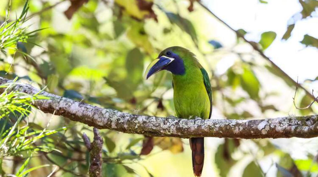 Costa Rica: Immersive Rainforest Adventure